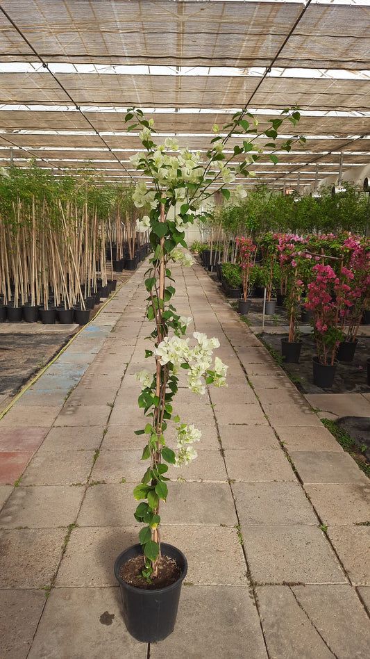 Bougainvillea White Creeper