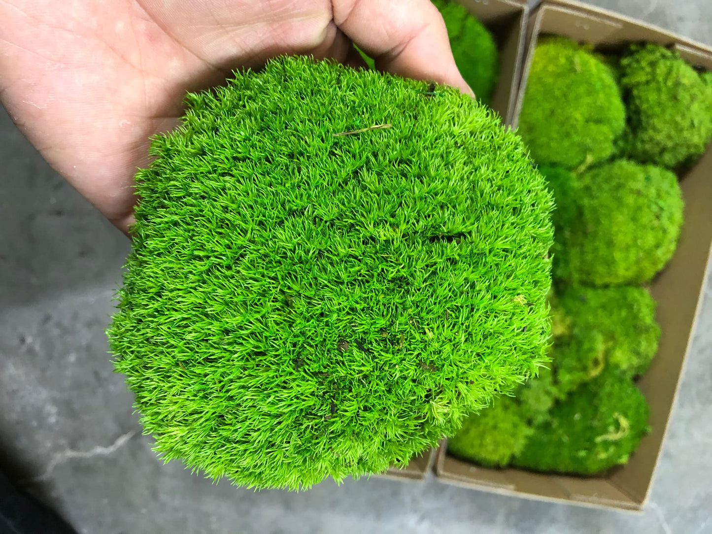 Live Cushion Moss for Terrarium