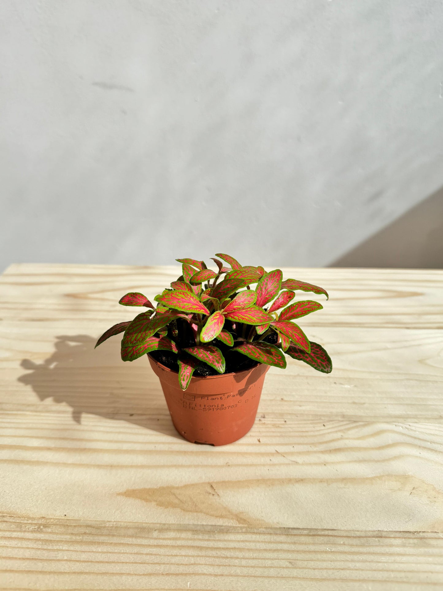 Fittonia Plant Red (فيتونيا الأحمر) نبات داخلي