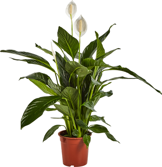 Spathiphyllum Sweet Chico - Peace Lilly Plant - Indoor Flowering House Plant - نبات داخلي