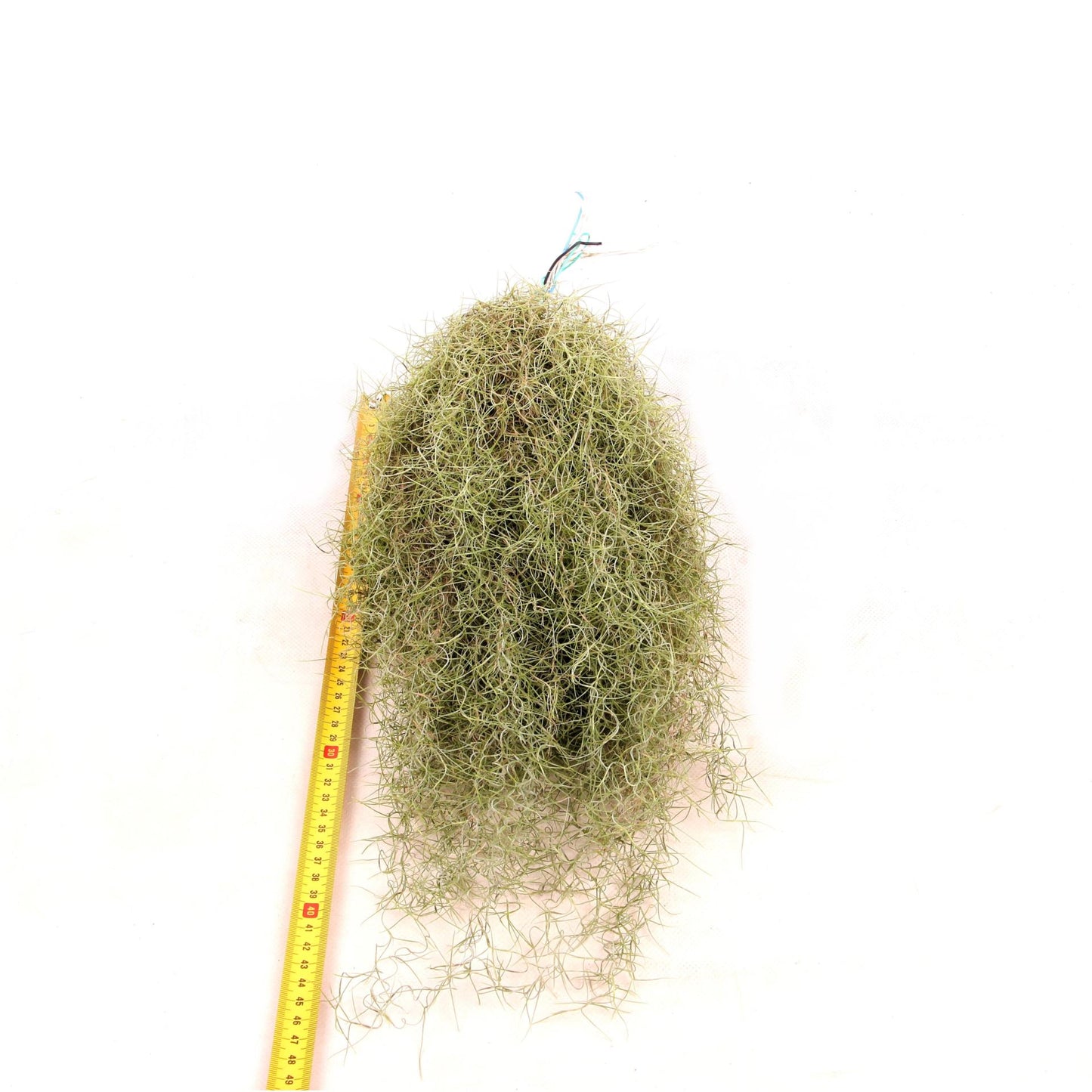 Tillandsia Usneoides - Air Plant - Spanish moss