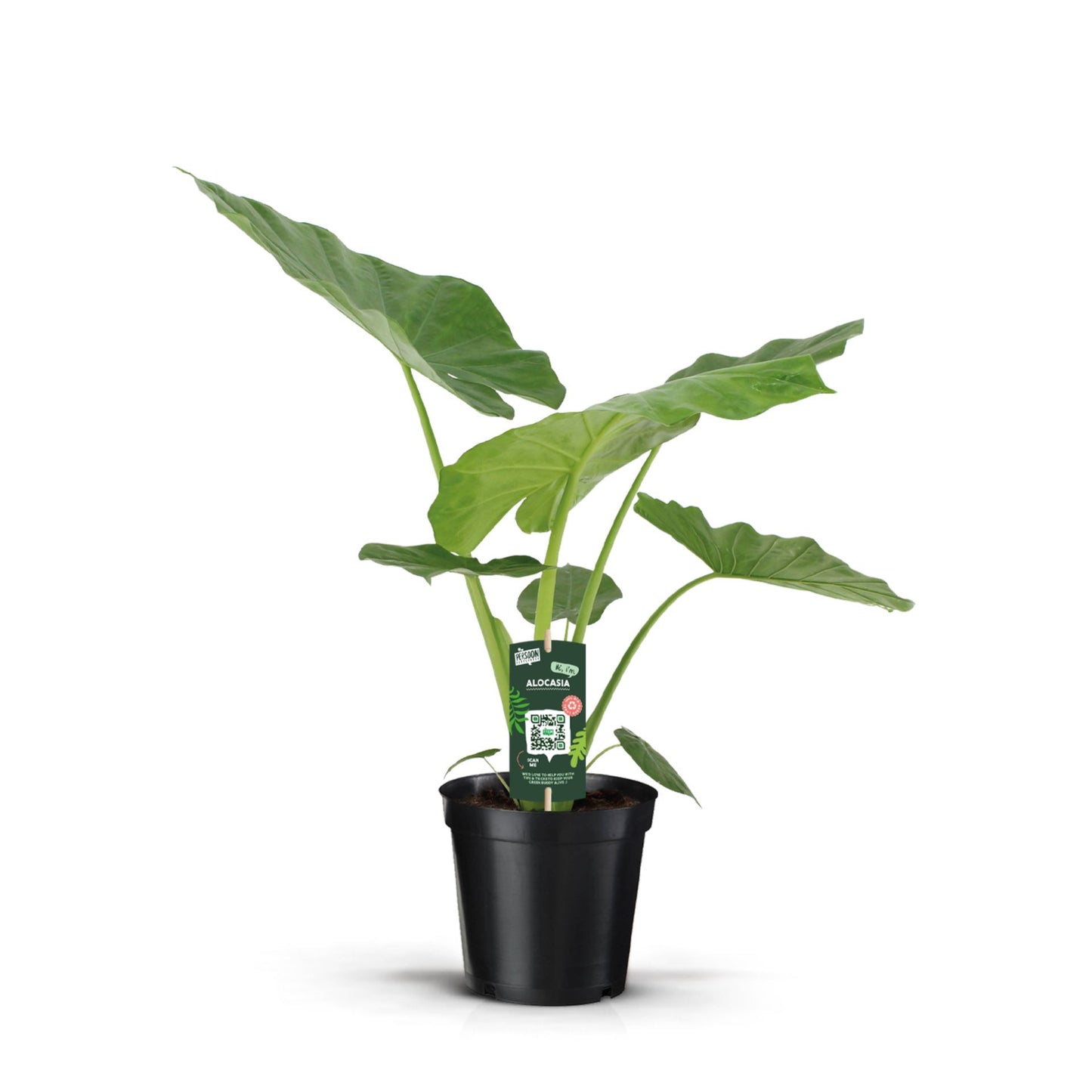 Alocasia Macrorrhiza - Indoor House Plant - نبات داخلي