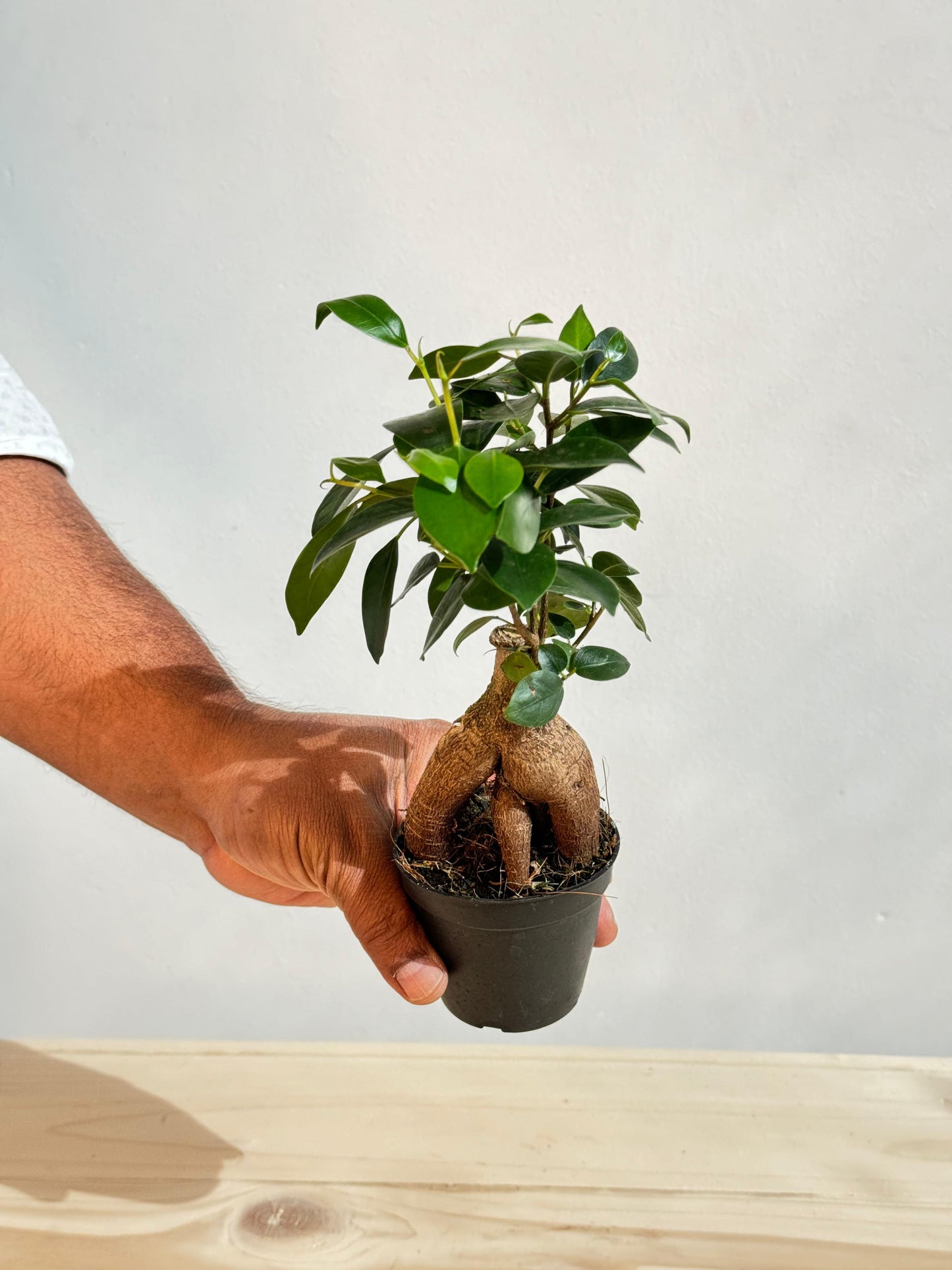 Ficus Microcarpa Ginseng - Indoor Bonsai House Plant - نبات داخلي