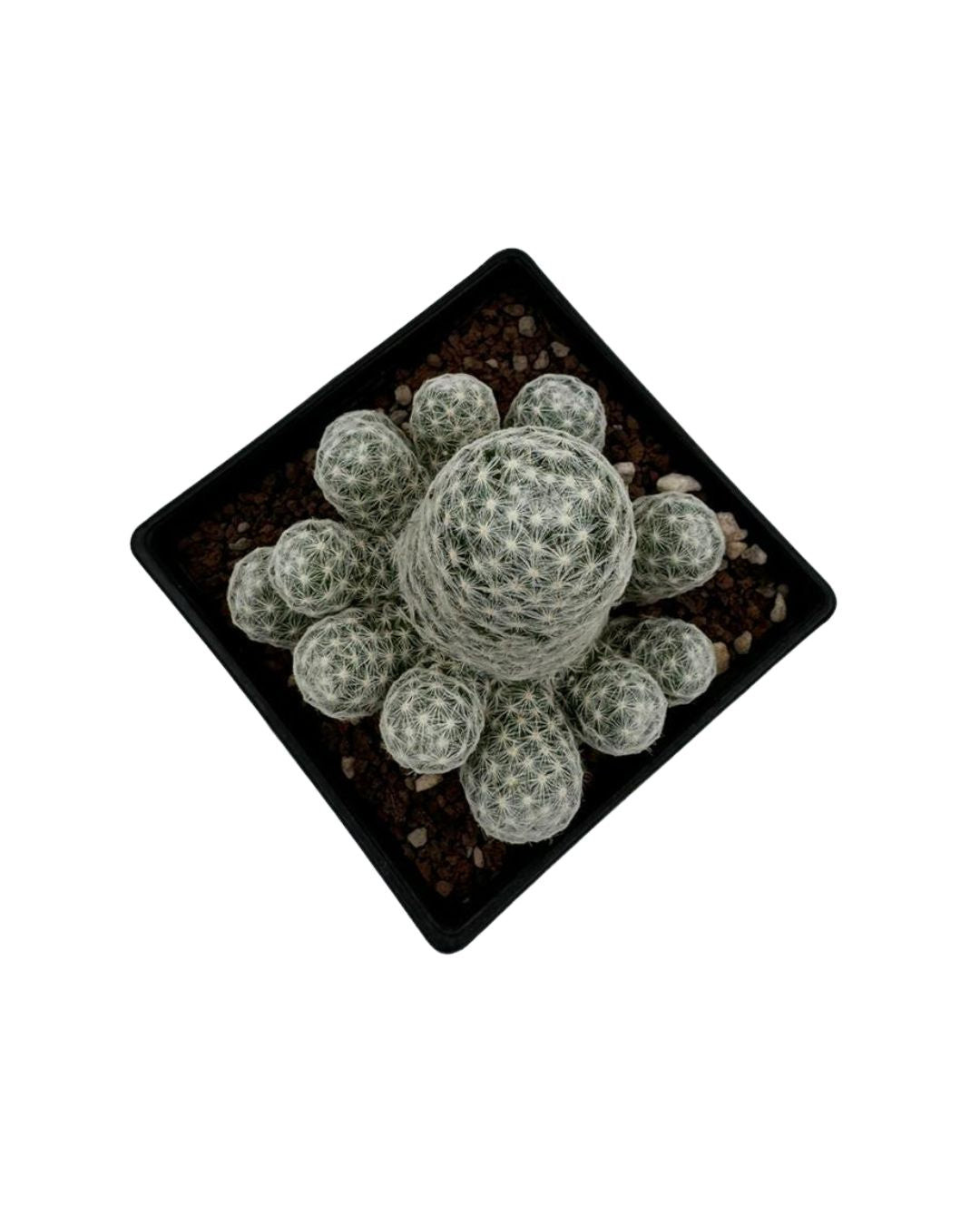 Humboldt Mammillaria Cactus - نبات صبّار