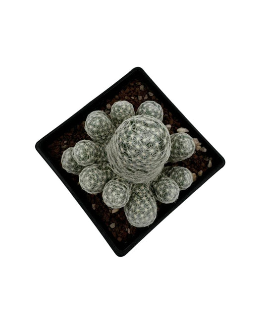 Humboldt Mammillaria Cactus - نبات صبّار