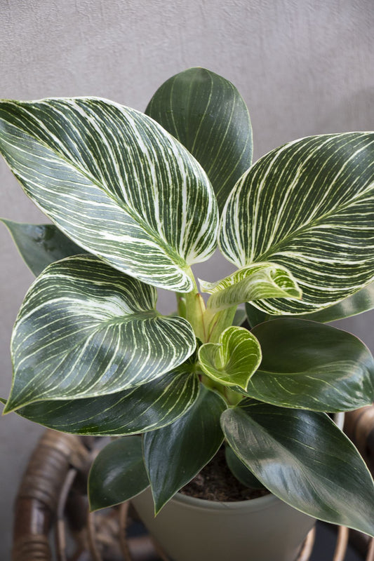 Philodendron White Veins with dark green leaves and striking white veins, displayed in a stylish indoor setting.