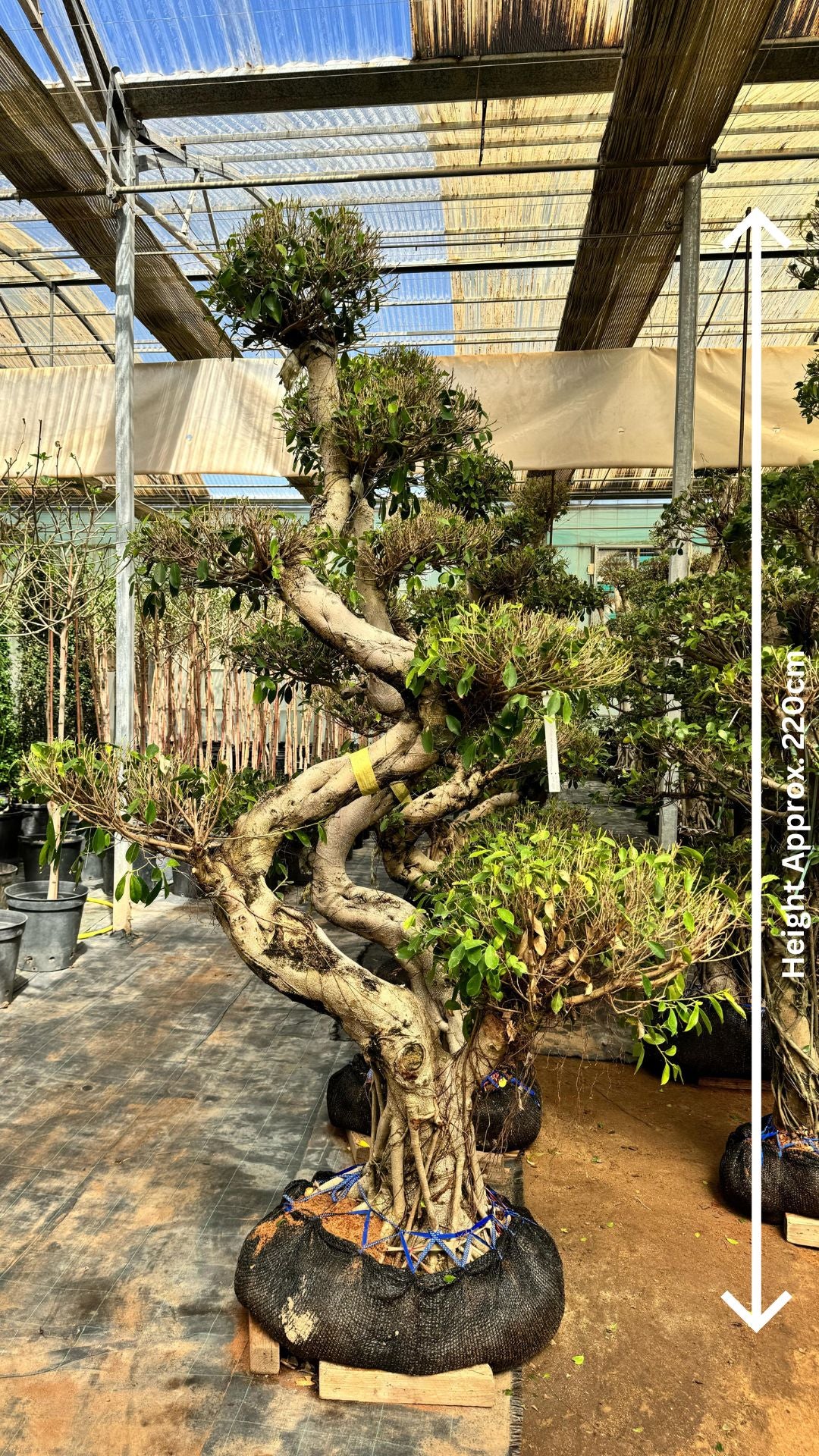 Bonsai Ficus Microcarpa Tree - Indoor Plant - شجرة بونساي