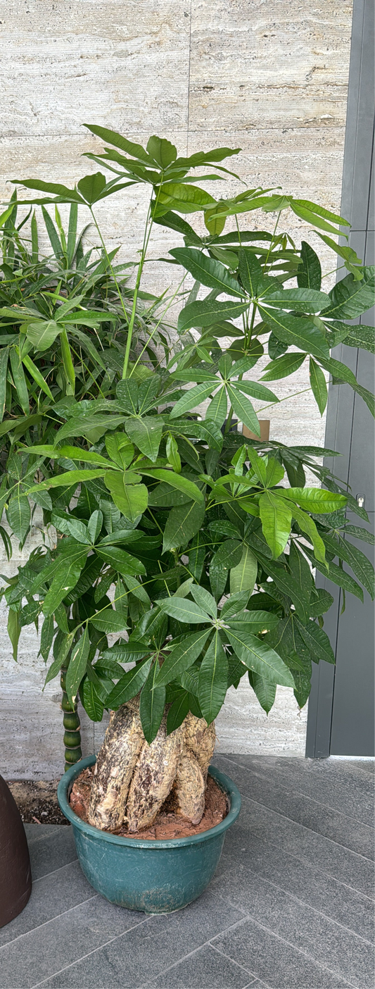 Pachira Giant - Money Tree