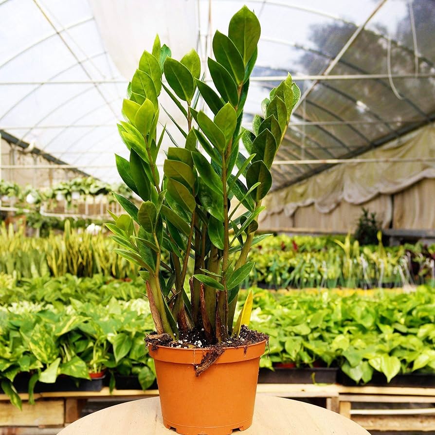 Zamioculcas Zamiifolia - ZZ Plant - Indoor House Plant - نبات داخلي