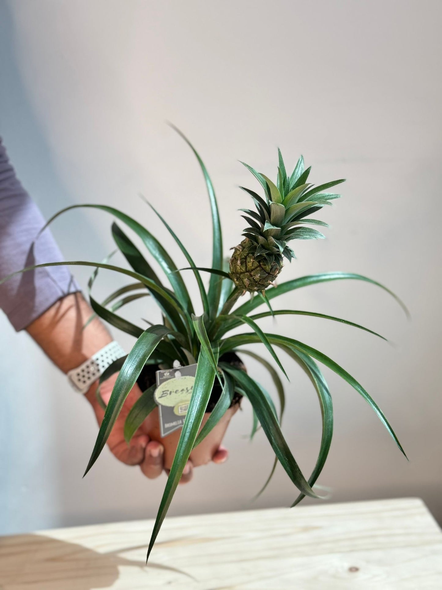 Pineapple Plant - Ananas Mi Amigo - Indoor Fruit Plant - نبات داخلي