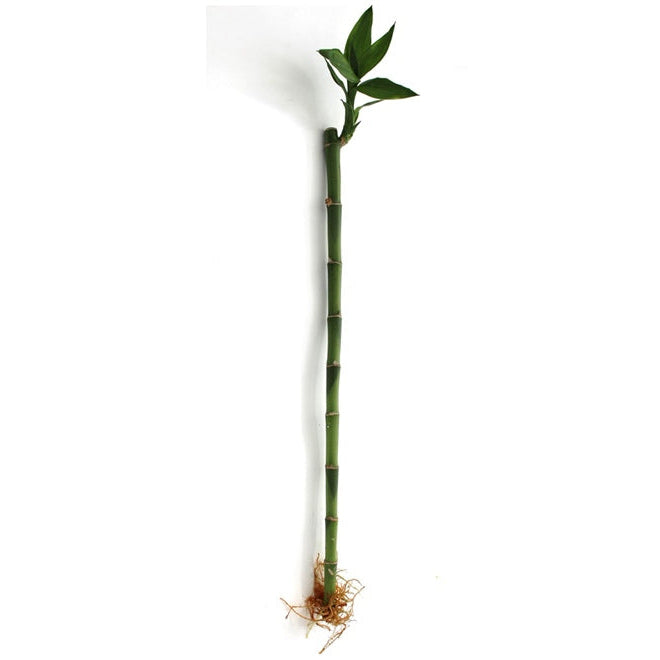 Straight Lucky Bamboo Stick 30cm | نبتة البامبو ٣٠ سم