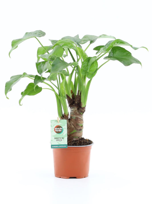Alocasia Cucullata - Indoor House Plant - نبات داخلي