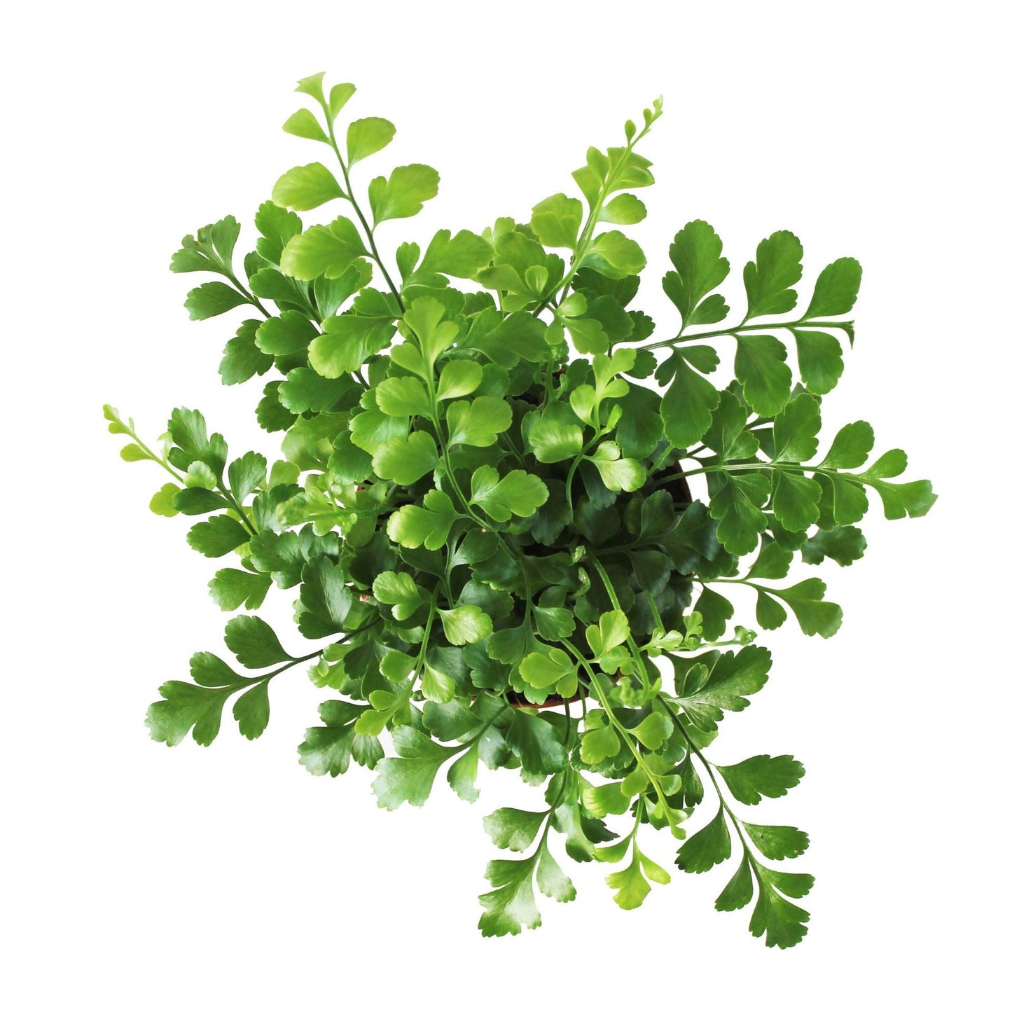 Asplenium Parvati Fern - Indoor House Plant