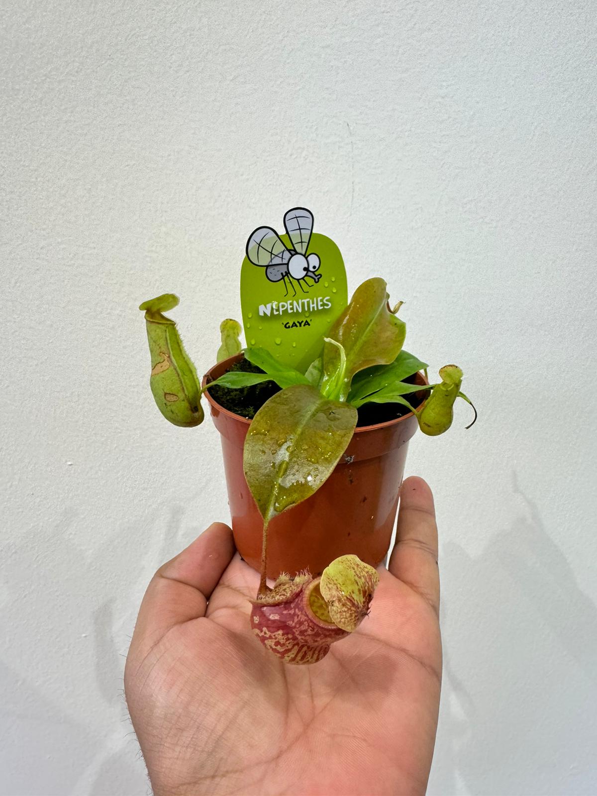 Nepenthes Plant - Carnivorous Plant - Insect Eating Plant - Indoor Plant