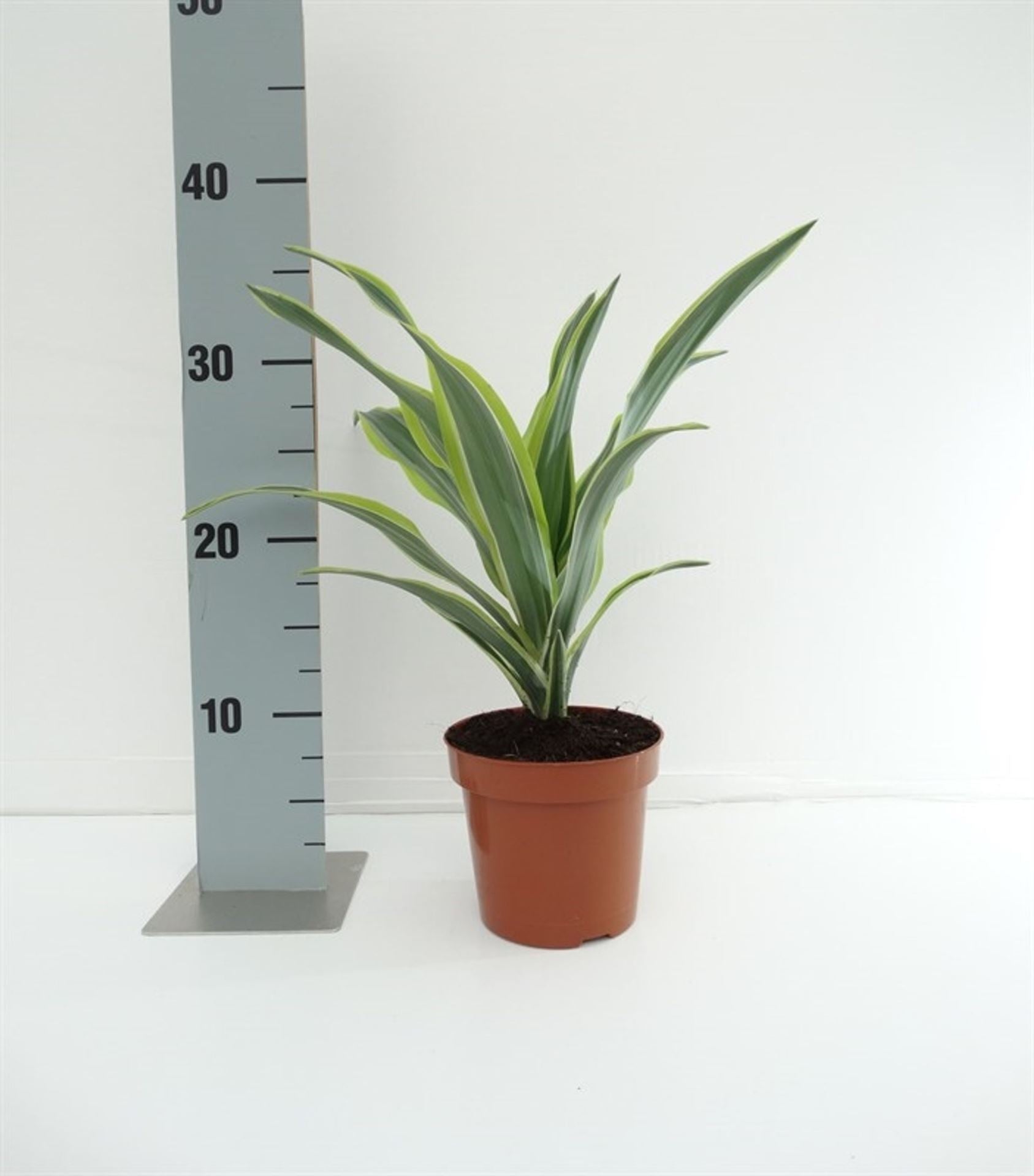 Dracaena Lemon Li...