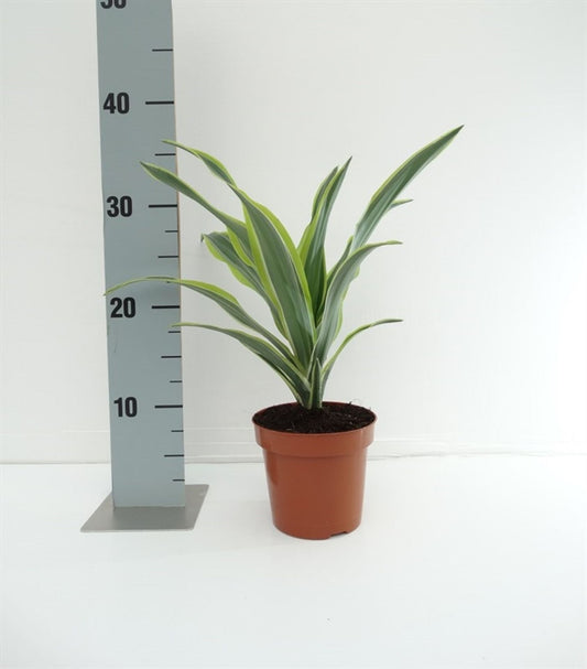 Dracaena Lemon Lime - Indoor House Plant - نبات داخلي