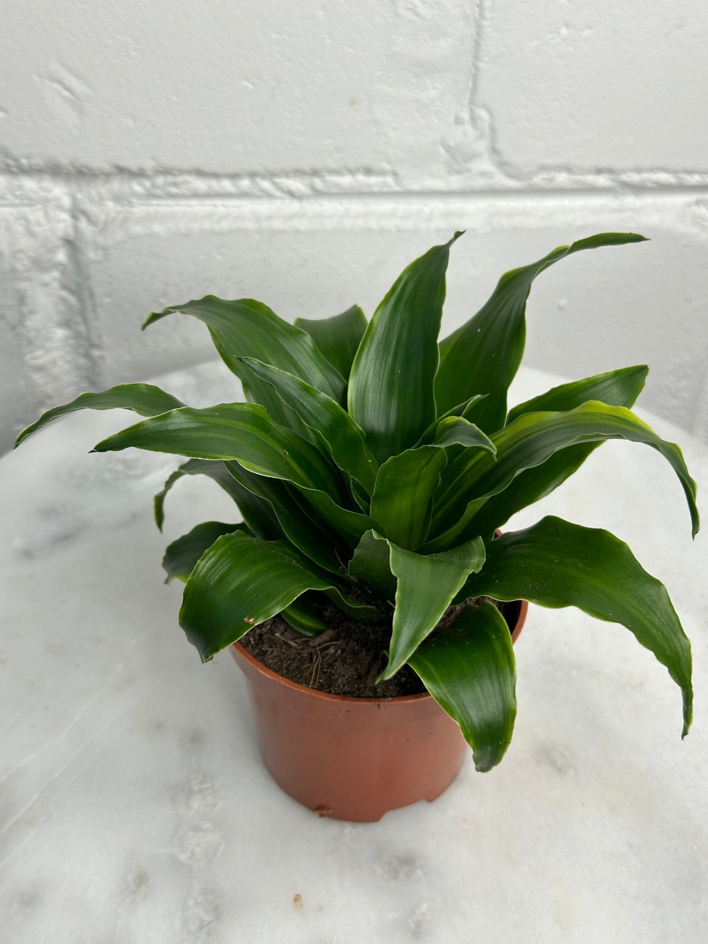 Dracaena - Indoor House Plant - نبات داخلي