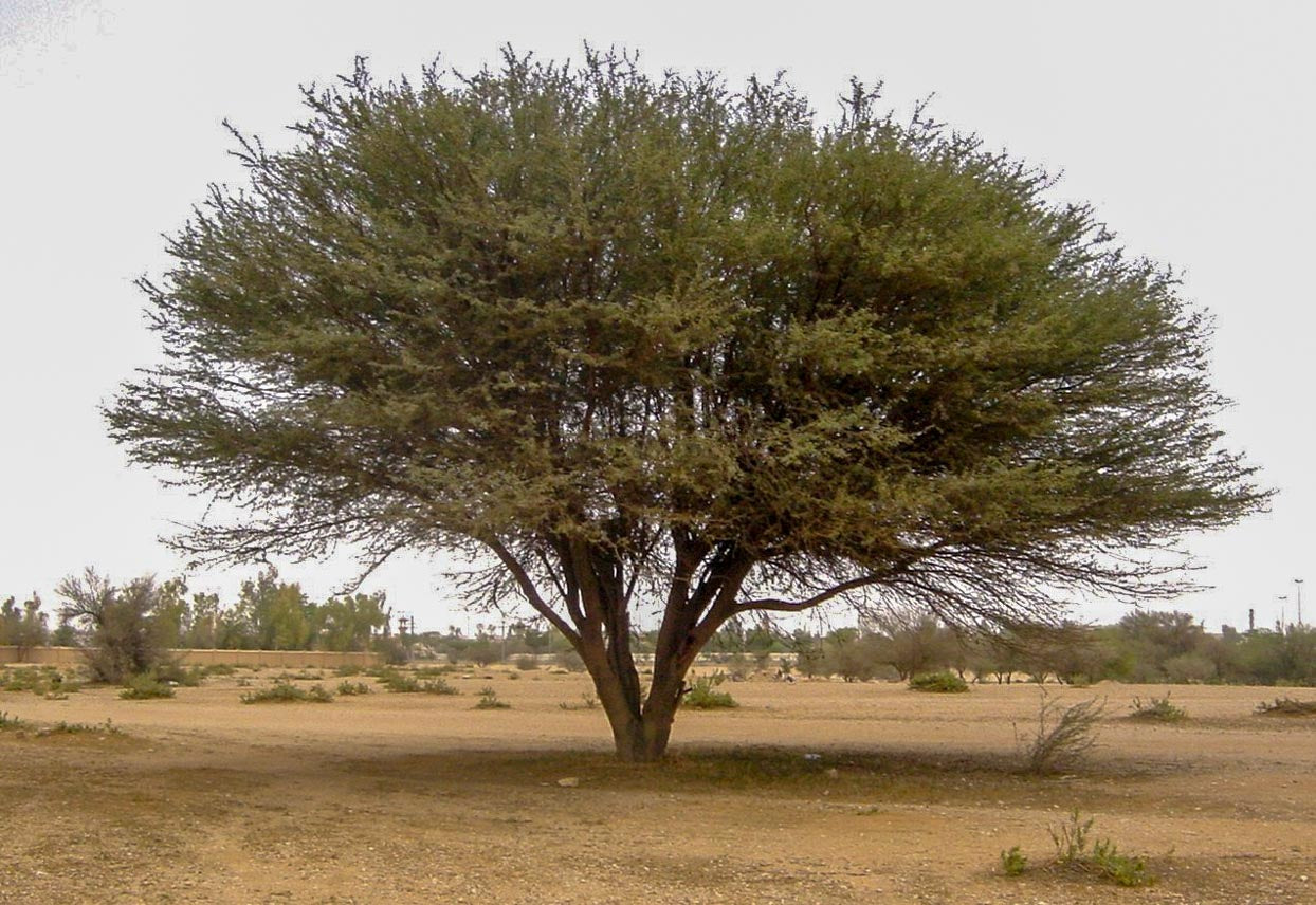 Acacia arabica Tree — Gum Arabic Tree — شجرة السنط العربي