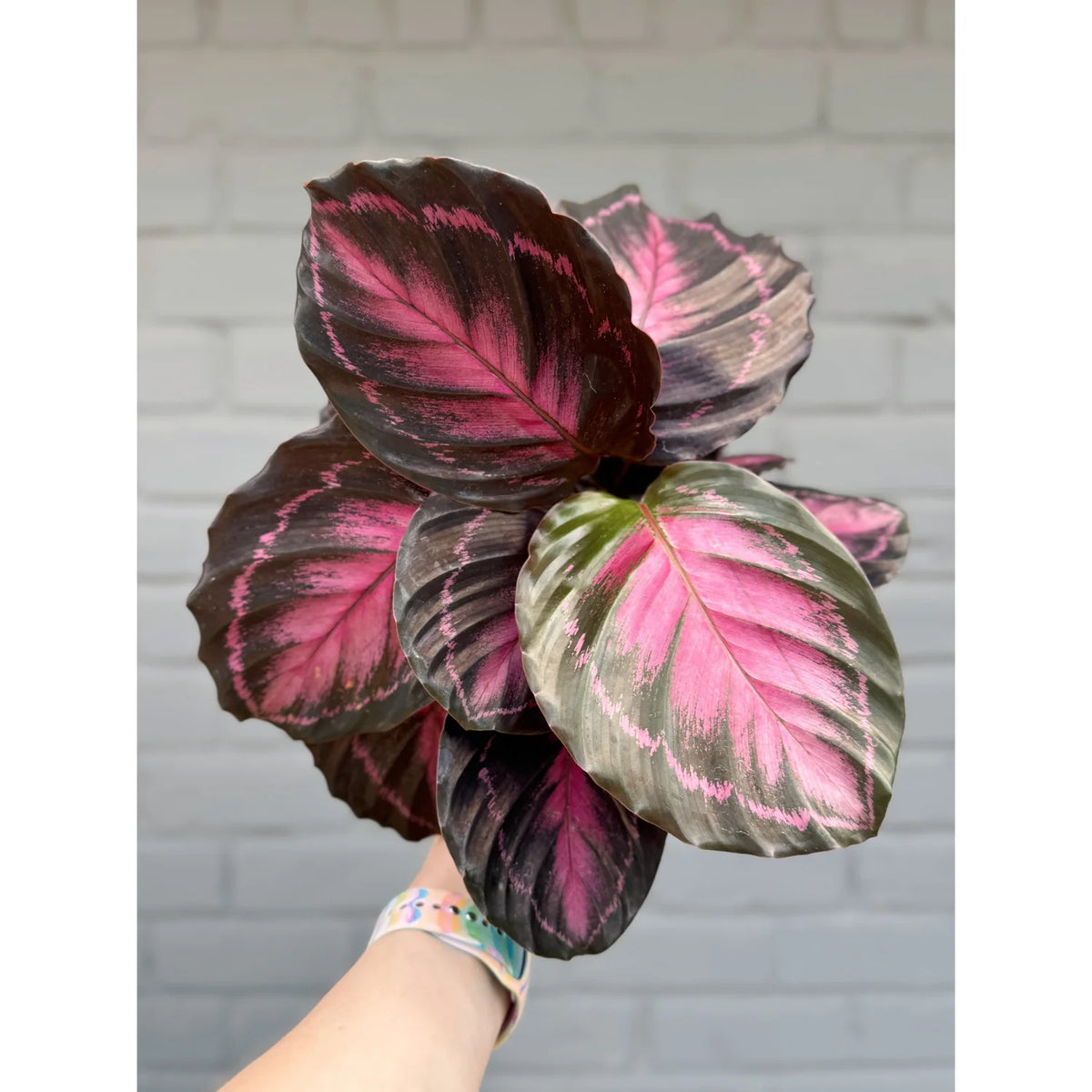 Calathea roseopicta ‘Crimson’ - Indoor House Plant - نبات داخلي