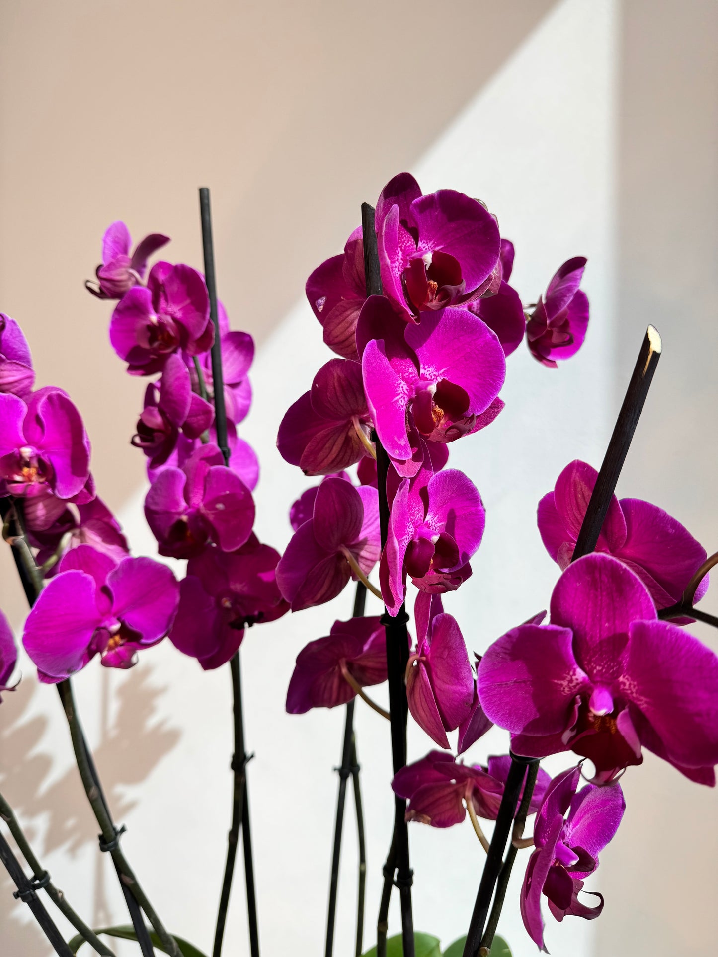 Purple Orchid Plant Bunch in White Ceramic - نبات الأوركيد - Phalaenopsis