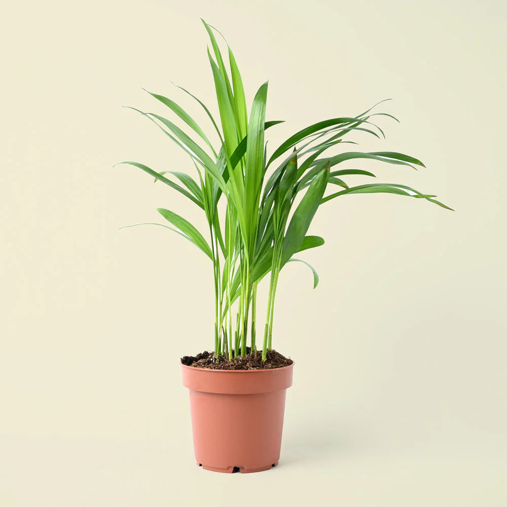 Areca Palm - Dypsis Lutescens - 30cm - Indoor House Plant - نبات داخلي