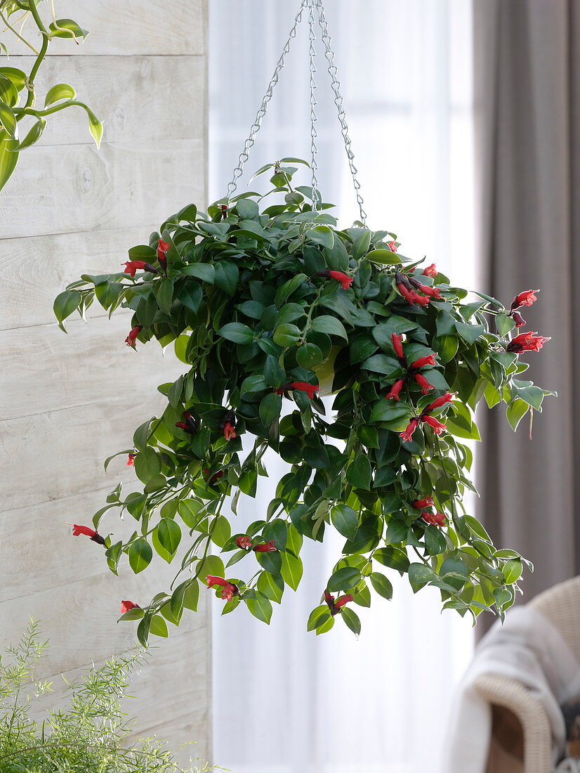 Aeschynanthus Mona Lisa Hanging plant