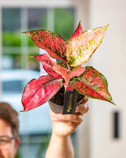 Aglaonema Spicy Pink- Indoor House Plant - نبات داخلي