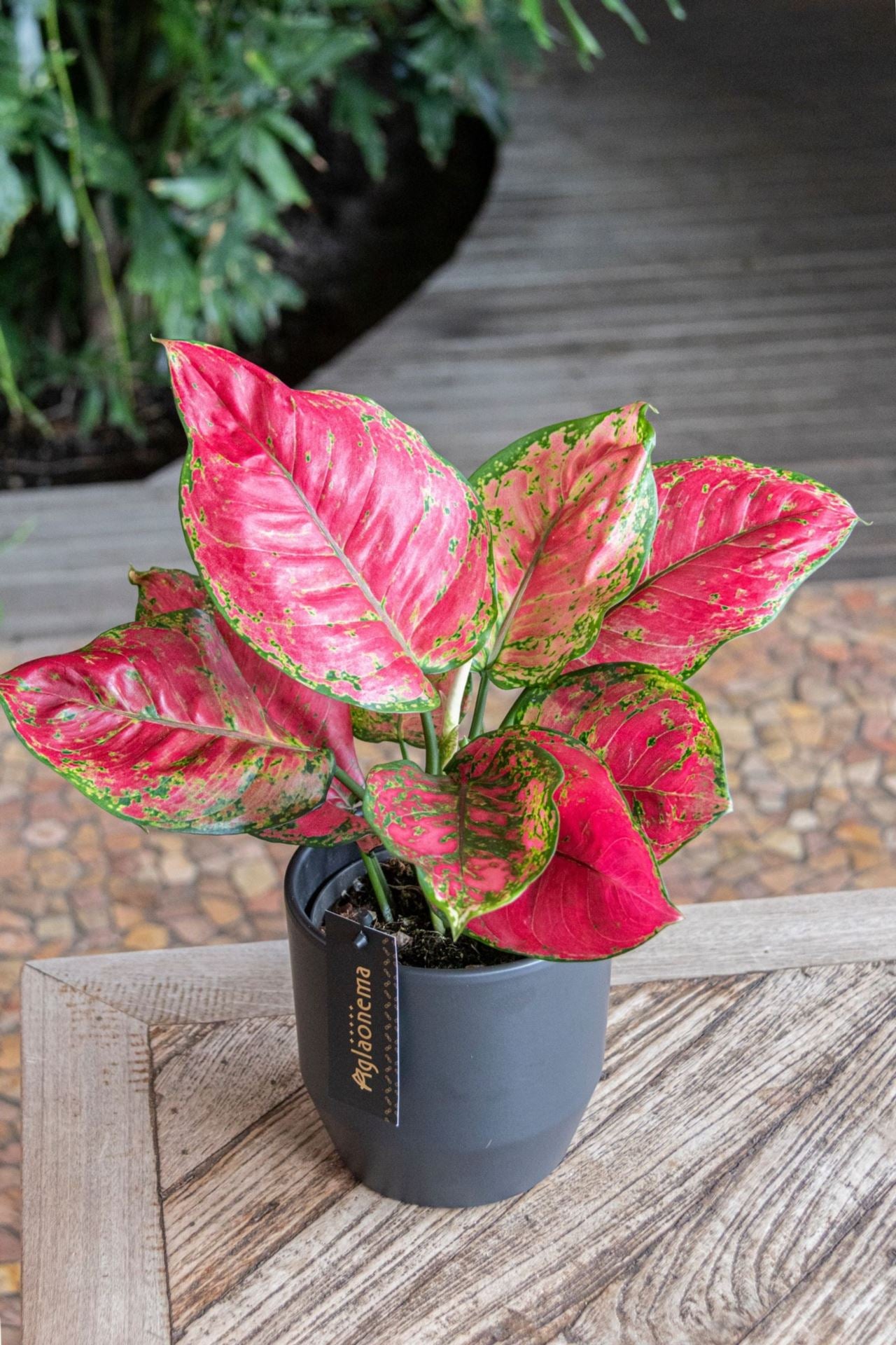 Aglaonema Red Joy Kuwait