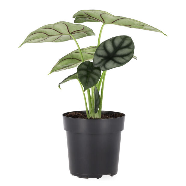 Alocasia Silver Dragon - Indoor House Plant