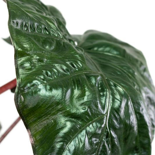 Alocasia Yucatan Princess - Indoor House Plant - نبات داخلي