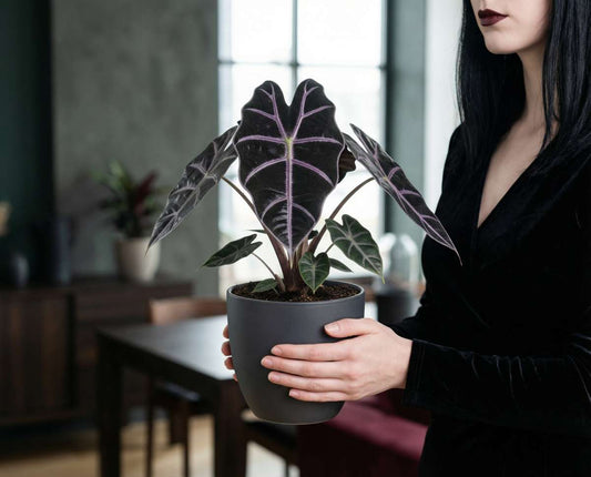 Alocasia Longiloba Purple Vein - Tabletop