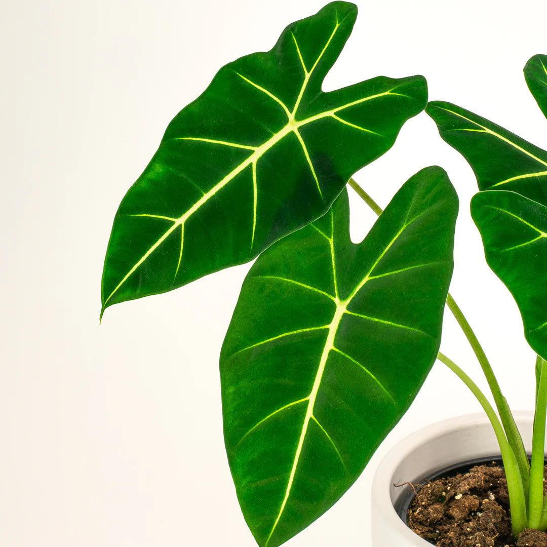 https://plantnpot.com › products › alocasia-frydek