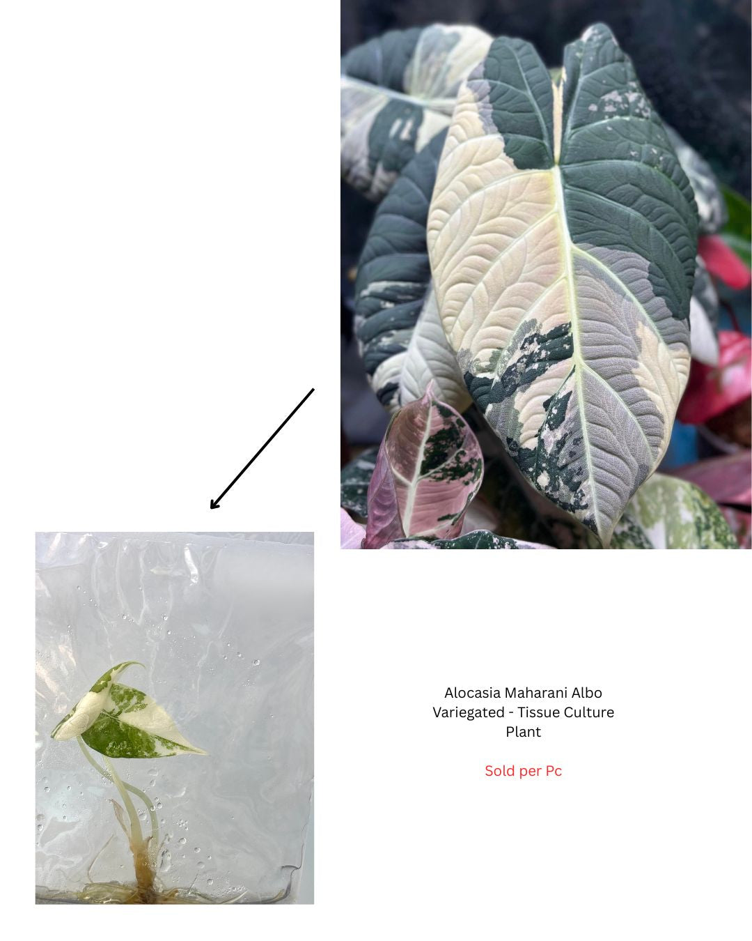 Alocasia Maharani Albo Variegated - Tissue Culture Plant - Rare Indoor Plant - نبات داخلي