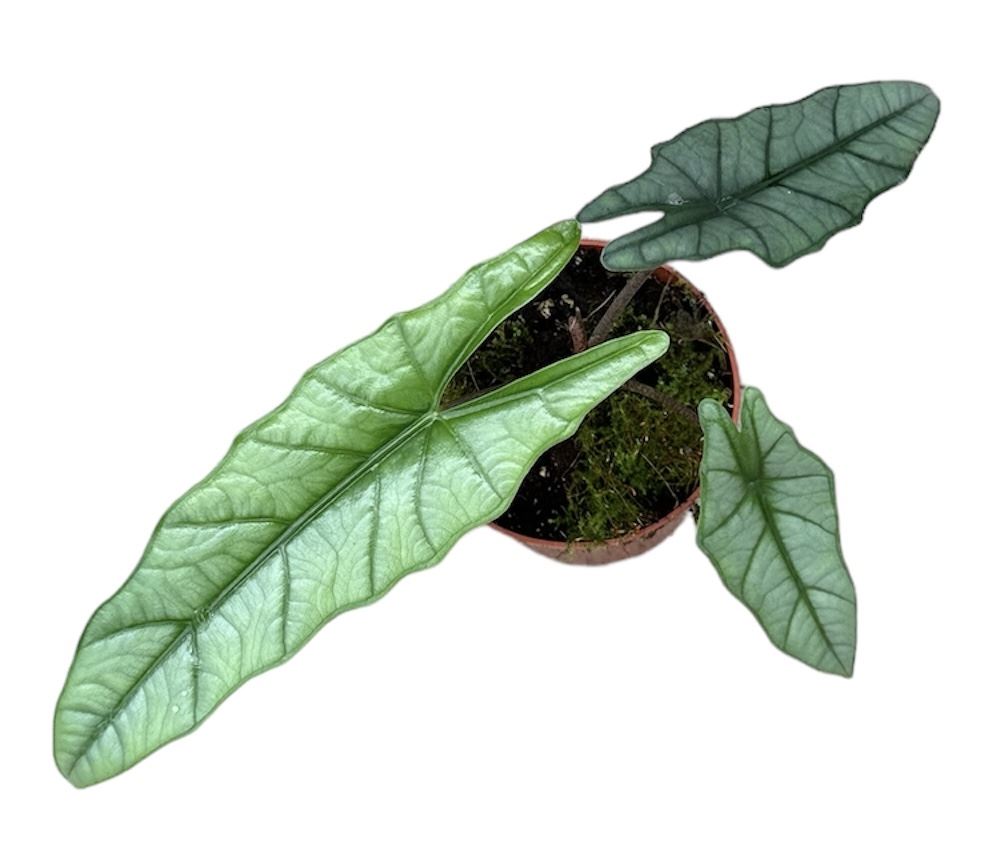 Alocasia Heterophilla Corazon