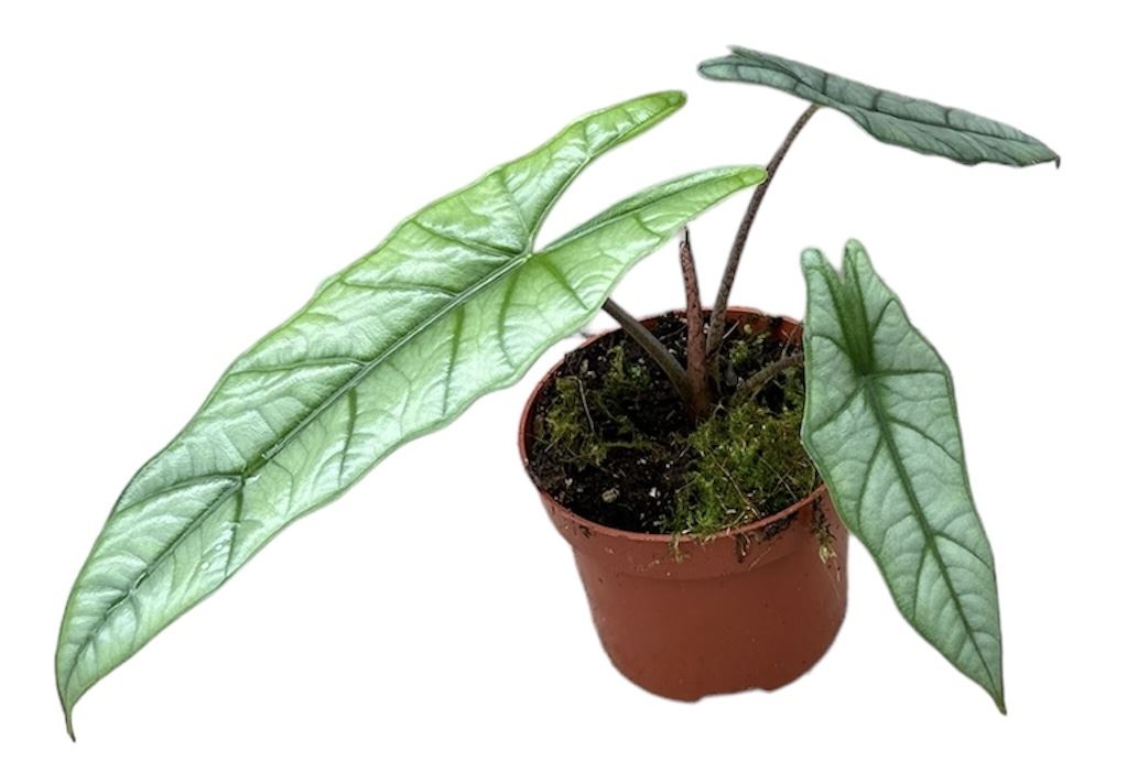 Alocasia Heterophilla Corazon