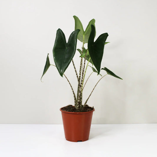 Alocasia Zebrina - Indoor Plant - ألوكاسيا - نبات داخلي