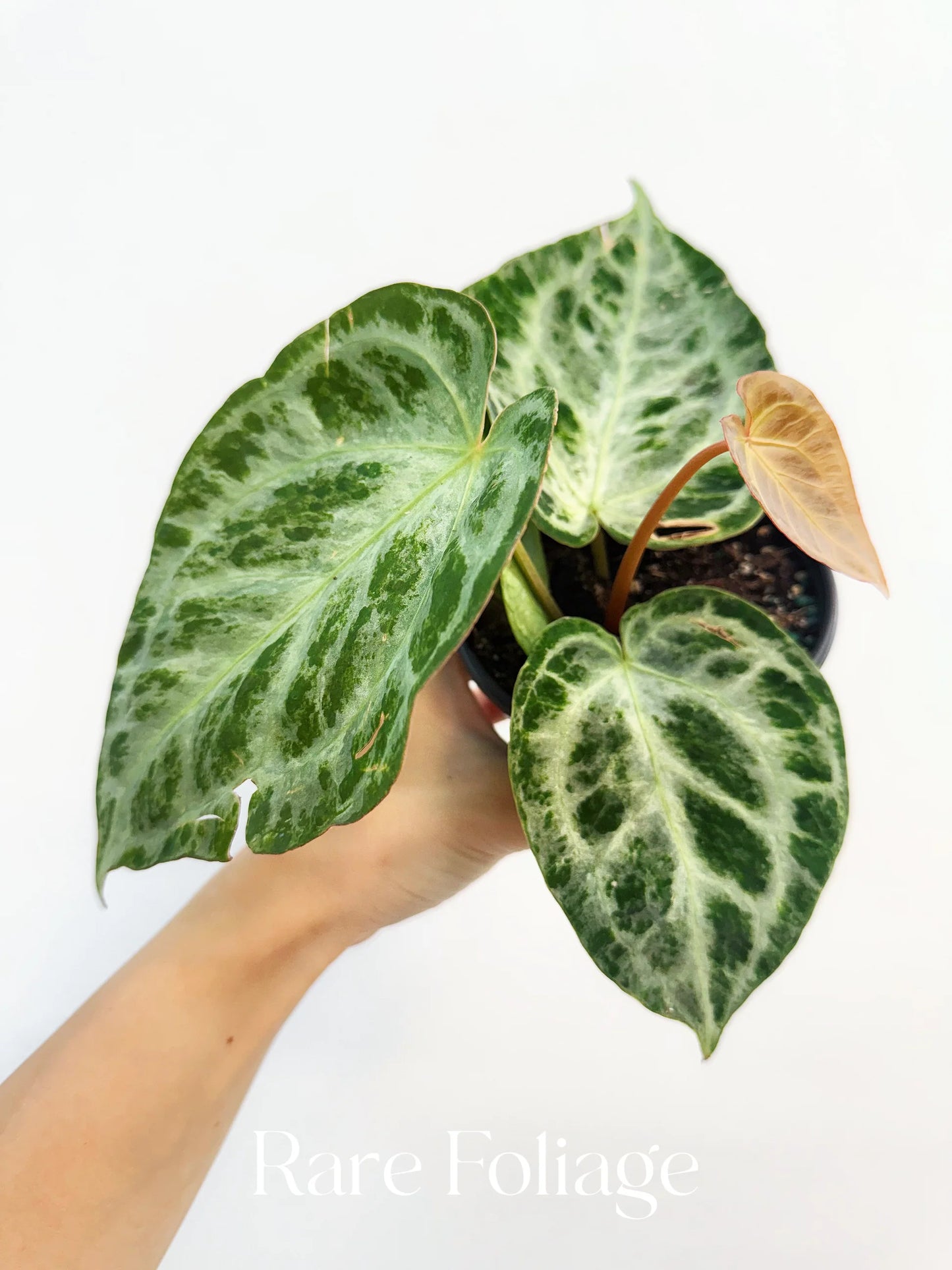 Anthurium Silver Blush Mint - Rare Indoor House Plant - نبات داخلي