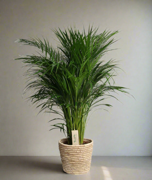 Areca in natural basket Pot