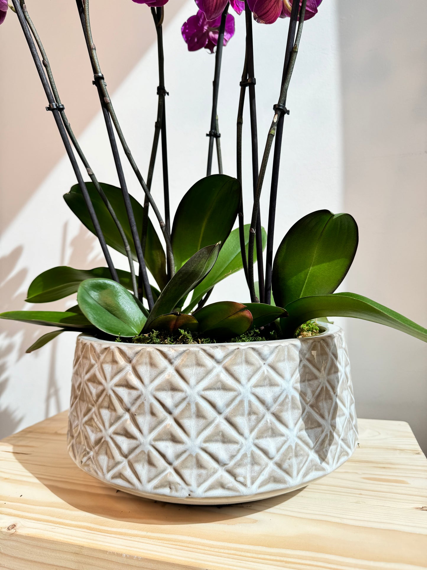 Purple Orchid Plant Bunch in White Ceramic - نبات الأوركيد - Phalaenopsis