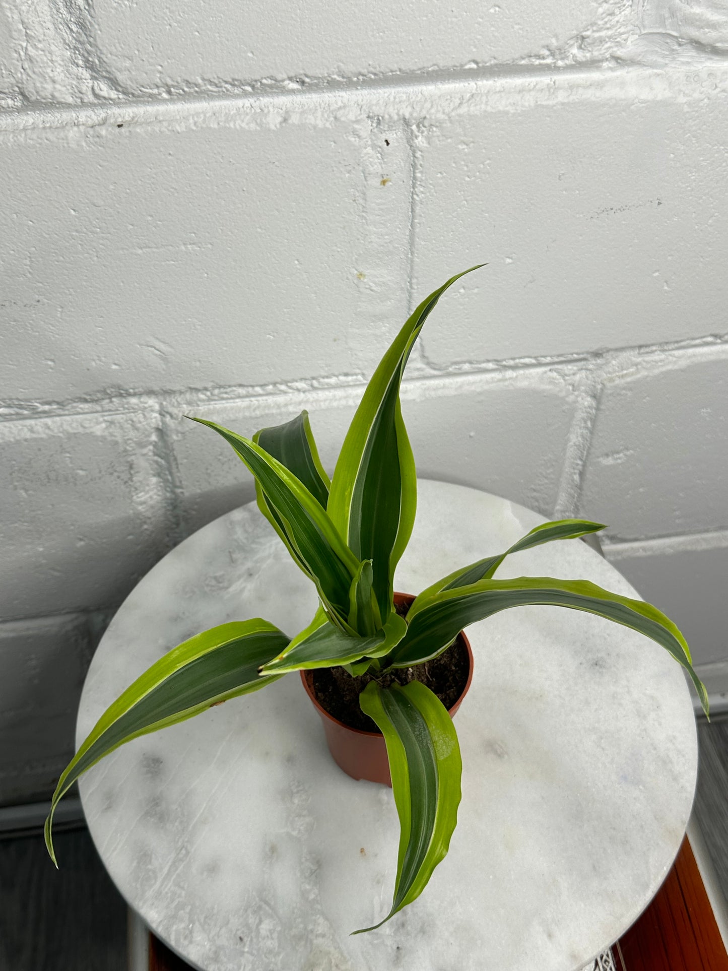 Dracaena - Indoor House Plant - نبات داخلي