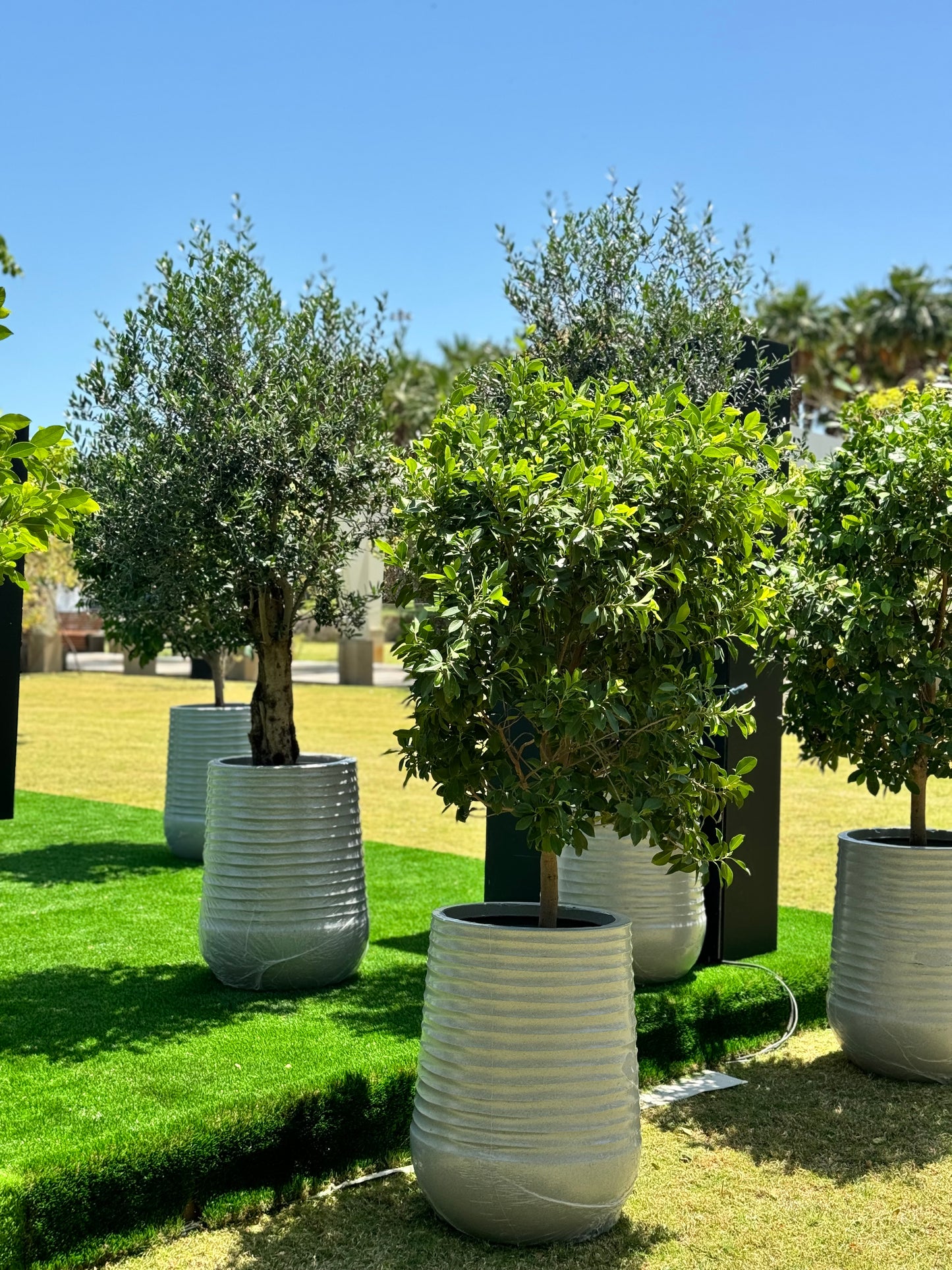 Ficus Nitida Tree - White Fiber Pot Edition - Natural Live Plants for sale in Kuwait