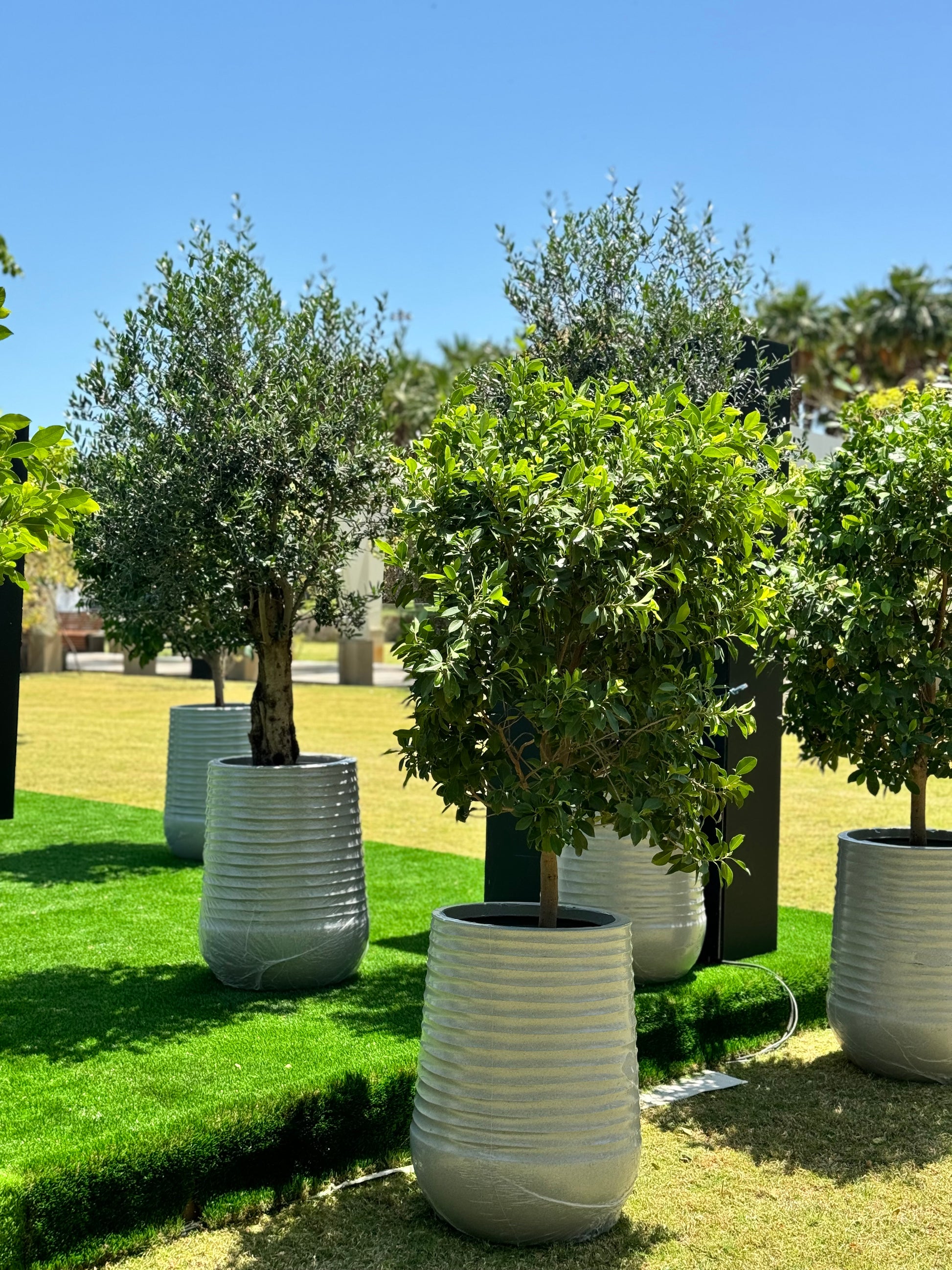 Ficus Nitida Tree...