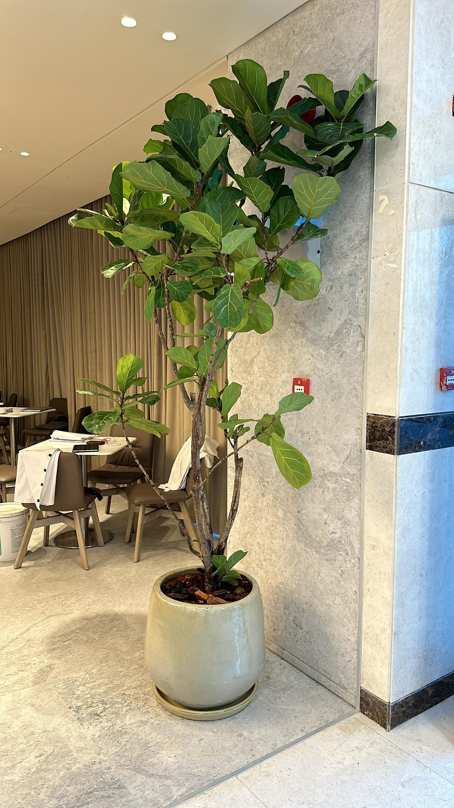 Ficus Lyrata - Fiddle Leaf Fig Tree (250cm)