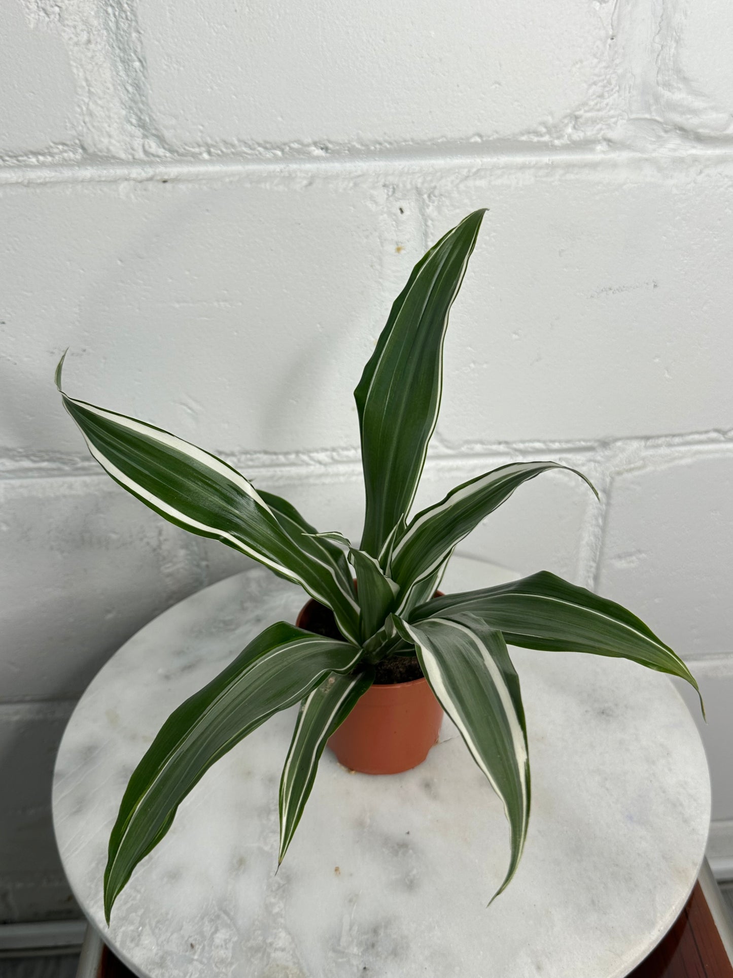Dracaena - Indoor House Plant - نبات داخلي