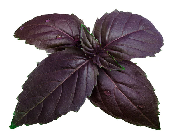 Basil Purple Seeds - Organic Garden Seeds - بذور الريحان الأرجواني