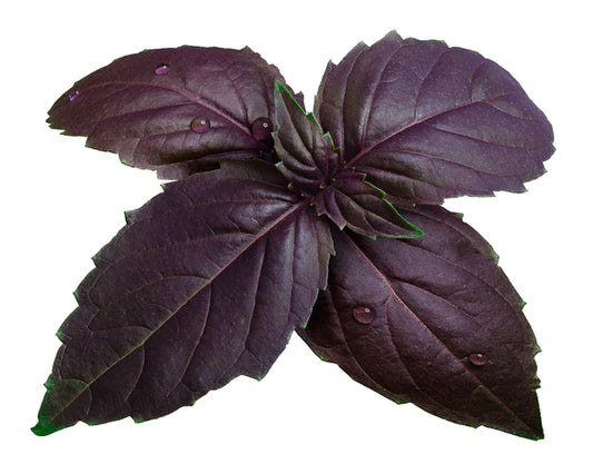 Basil Purple Seeds - Organic Garden Seeds - بذور الريحان الأرجواني