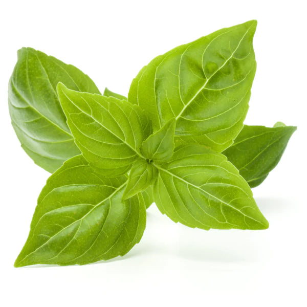 Basil Green Seeds - Organic Garden Seeds - بذور الريحان الخضراء