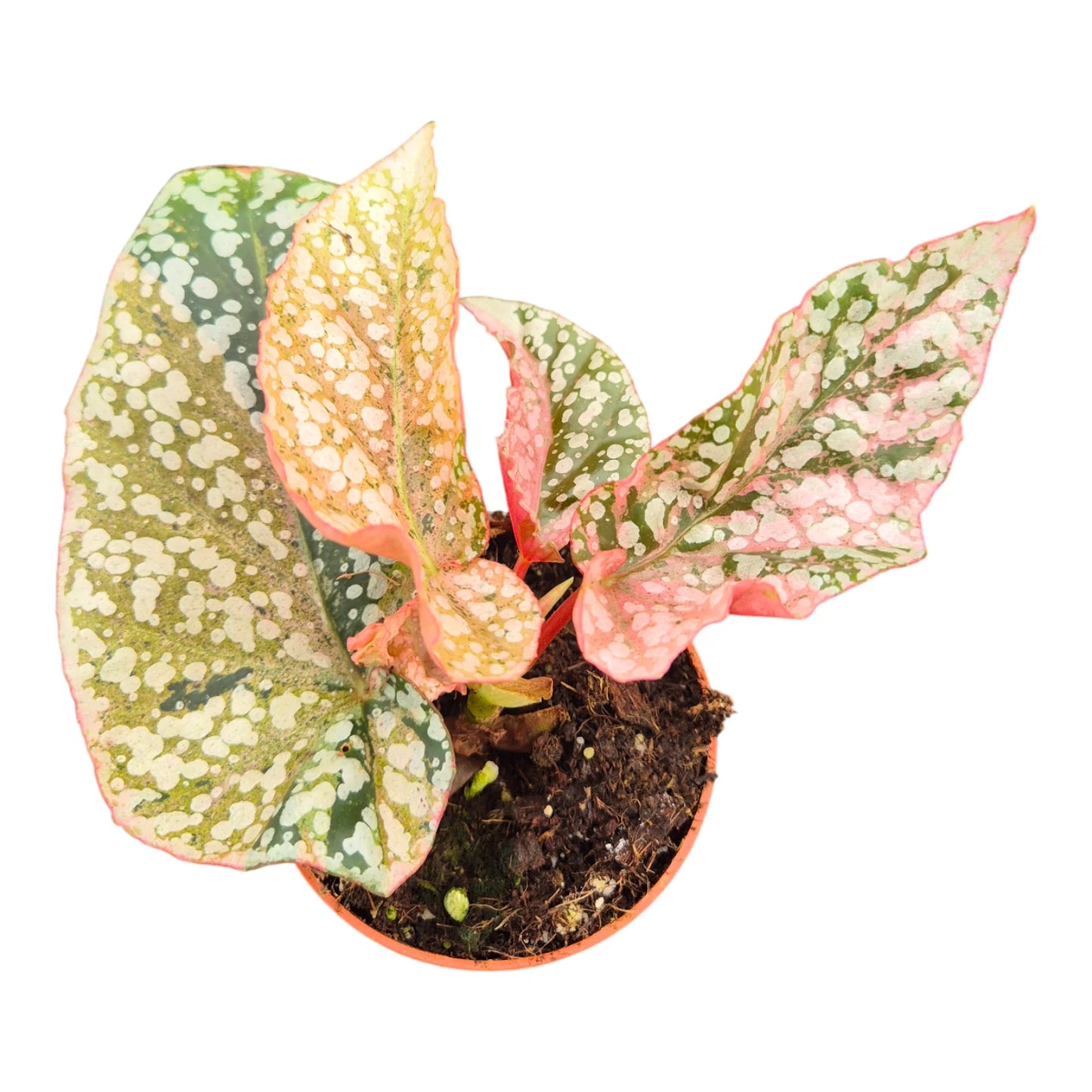 Begonia Snowcap Variegata - Rare Indoor House Plant - نبات داخلي