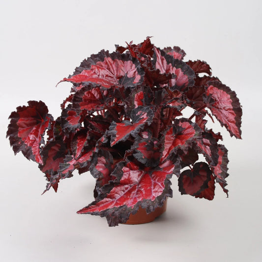 Begonia Beleaf Inca Night - Cozy Living Room Tabletop