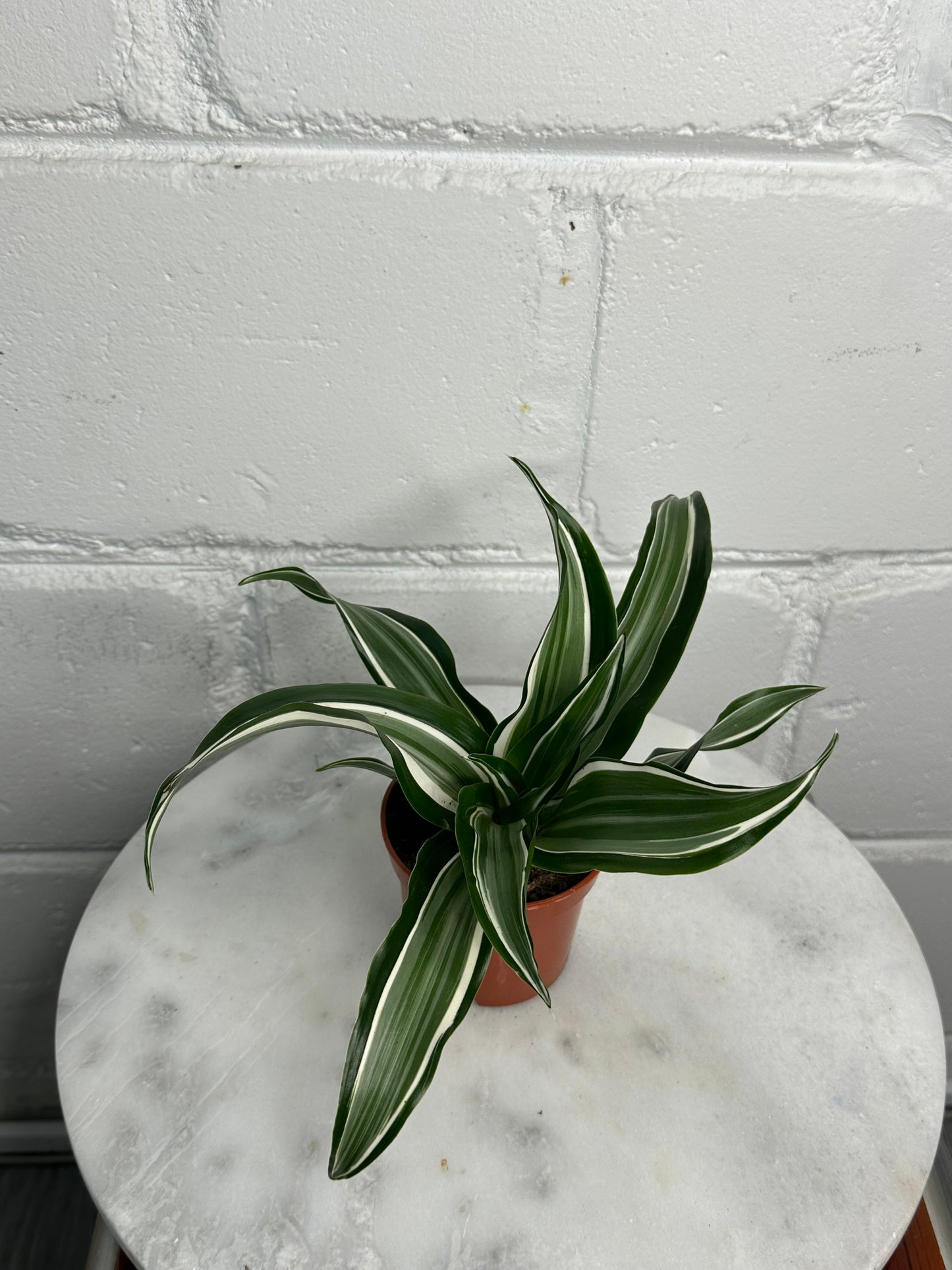 Dracaena - Indoor House Plant - نبات داخلي